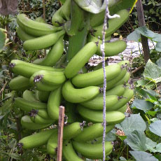 高知の野菜