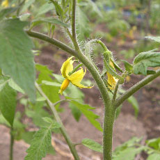 高知の野菜２