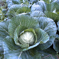 高知の野菜