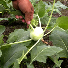 高知の野菜